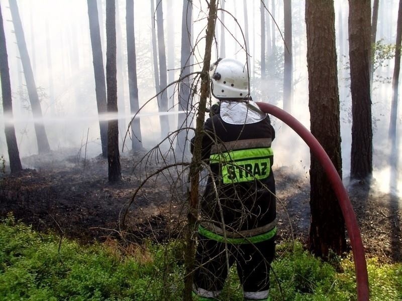 Pożary lasów na terenie powiatu kłobuckiego były celowymi...