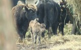 Mały tur w Kurozwękach. Przyszedł na świat w Niedzielę Wielkanocną [ZOBACZ ZDJĘCIA]