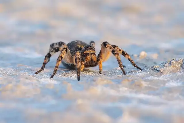 Tarantula ukraińskaNajwiększy pająk w Europie Środkowo-Wschodniej (samice mają 28-40 mm długości bez odnóży). Od jakiegoś czasu można ją również spotkać w Polsce. Jej ugryzienia wywołują zazwyczaj zaczerwienienie i ból, ale mogą być groźne dla osób uczulonych na toksyny owadów.