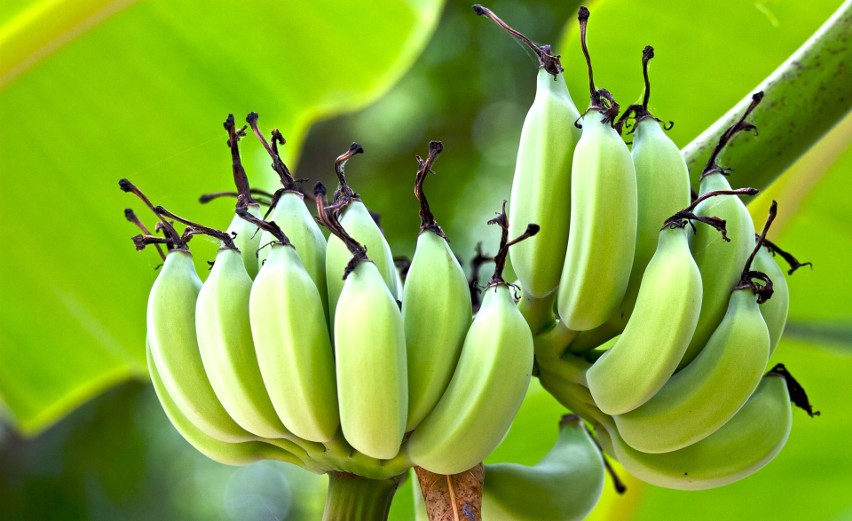 Słyszałeś o tym, że w końcówkach bananów może znajdować się...
