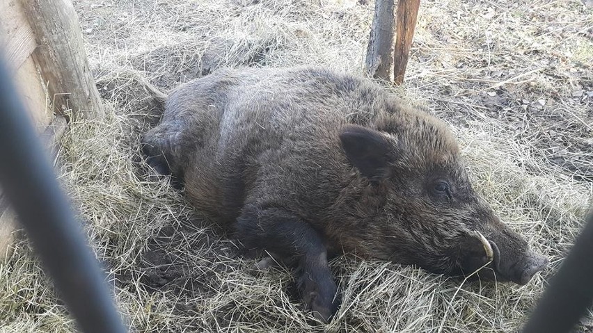 Zygmuś w Leśnym Pogotowiu w Mikołowie jest już spokojny. Ale...