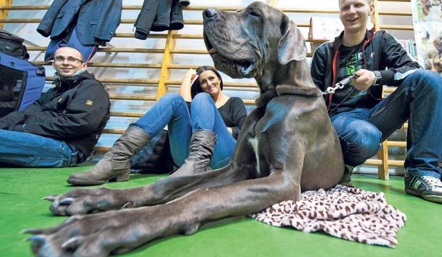 Na wystawę hodowcy zgłosili już 13 dogów niemieckich, potężnych i dostojnych psów