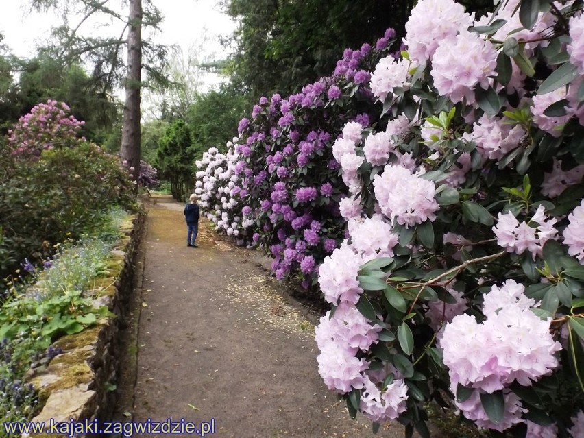 Przepiękny Ogród Botaniczny w Zagwiździu.