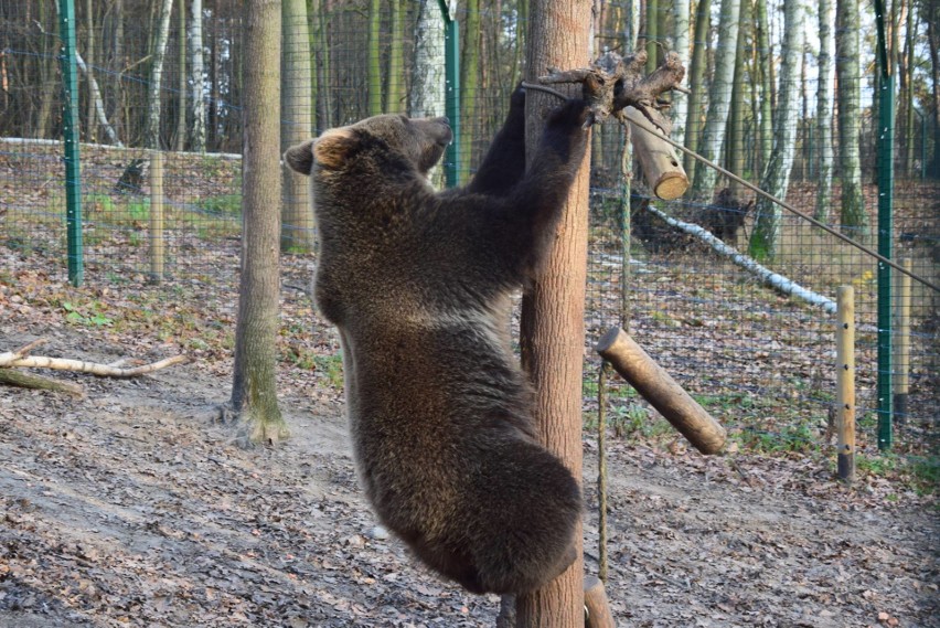 W poznańskim zoo już nie ma małej niedźwiedzicy, gdyż... [ZDJĘCIA]