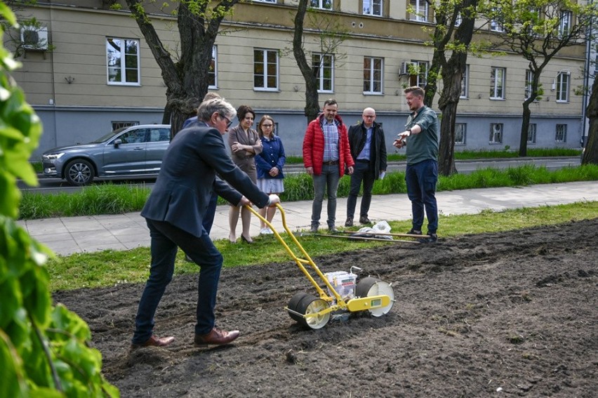 Słoneczniki zakwitną na Skwerze Solidarności w Częstochowie...