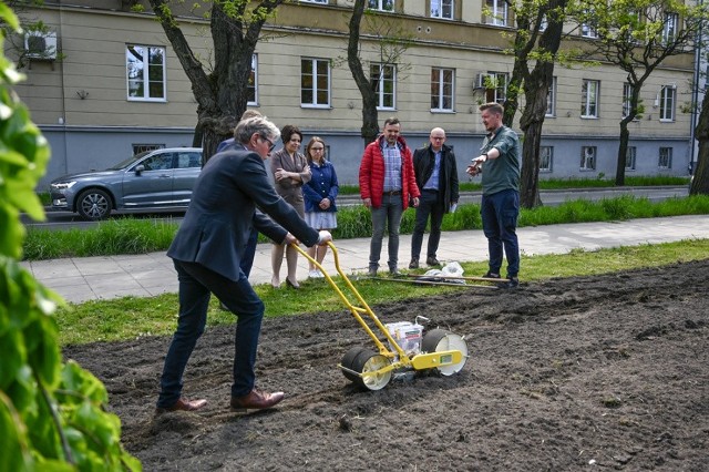 Słoneczniki zakwitną na Skwerze Solidarności w CzęstochowieZobacz kolejne zdjęcia. Przesuwaj zdjęcia w prawo - naciśnij strzałkę lub przycisk NASTĘPNE