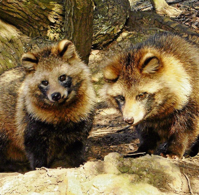 Jenoty to zwierzęta wielkości lisa, a przypominają borsuka. Mają puszyste ogony i ciemne umaszczenie.