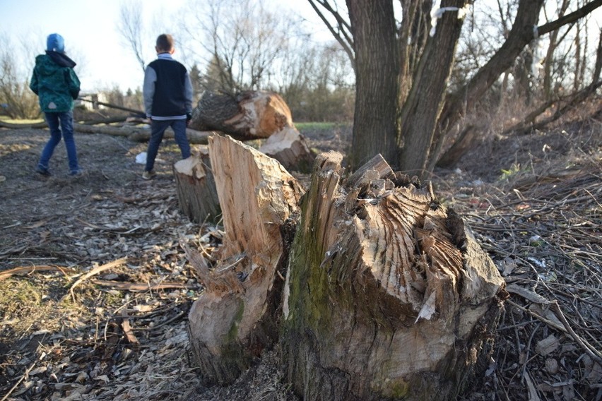 Bobry harcują w Tarnowie. Zagrożone są kolejne drzewa przy Wątoku [ZDJĘCIA]