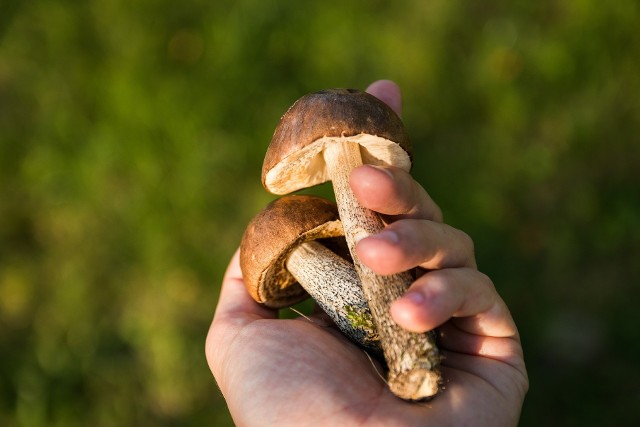 Grzybobranie to dobry sposób na spędzenie wolnego czasu i aktywny wypoczynek na łonie natury. Doświadczenia lat ubiegłych pokazują, że nie wszyscy amatorzy grzybów znają jednak lasy, do których się udają. Często wybierają się tam w pojedynkę, przeceniając swój zmysł orientacji w terenie. Policja apeluje o rozsądek, rozwagę oraz większą wyobraźnię i publikuje najważniejsze zasady bezpiecznego grzybobrania. Zobacz 10 przykazań bezpiecznego grzybobrania --->