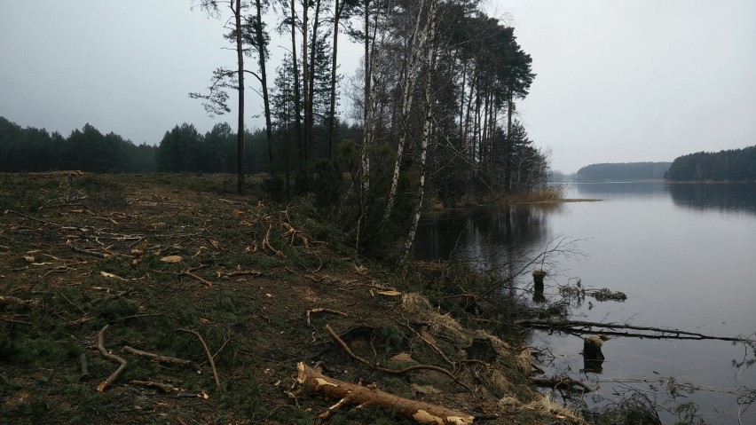 Nad brzegiem jeziora Białego ubywa drzew. Czy turysta zechce...