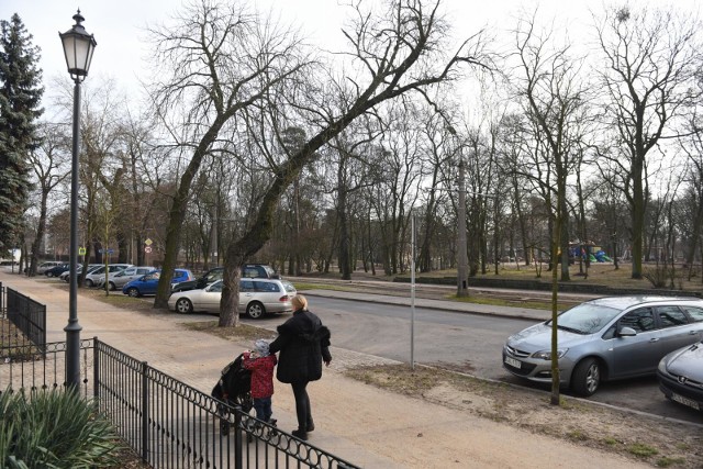 To pochylone drzewo przy ulicy Bydgoskiej - zdaniem Czytelnika - sprawia poważne zagrożenie dla ruchu