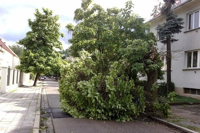 Drzewo runęło na ulicę Pasieczną.