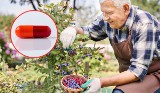 Jaskrę mogą pomóc leczyć owoce. Polscy naukowcy opracowali kapsułkę z ich ekstraktami