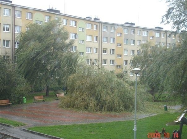 Połamane drzewo na ul. Koszalińskiej