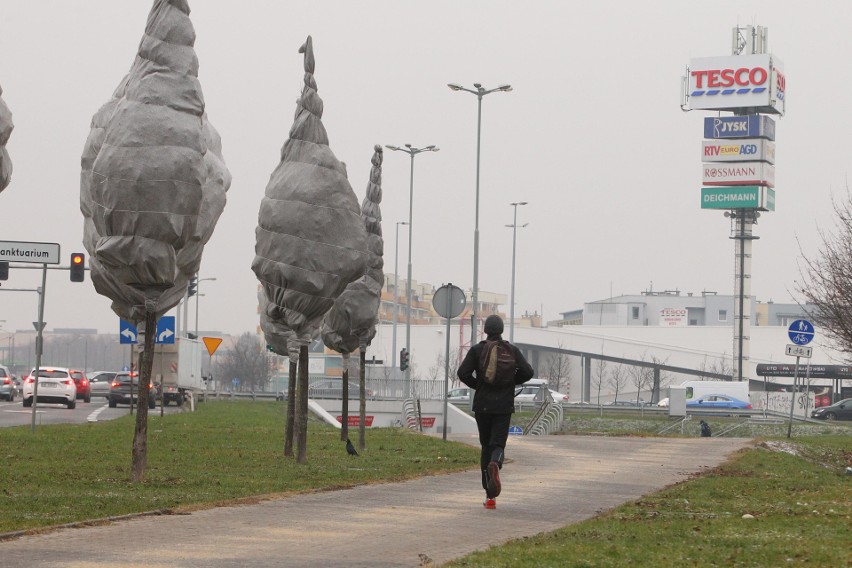 Poznań: Brudna siatka chroni korony drzew? ZDM zaprzecza