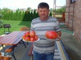 Oto pomidor gigant z Klwowa