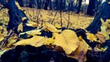 Piękno jesieni w obiektywie naszych Czytelników [ZDJĘCIA]