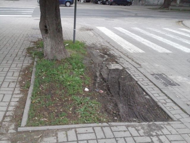 Kierowcy parkujący w śródmieściu Lublina zniszczyli trawniki (FOTO)