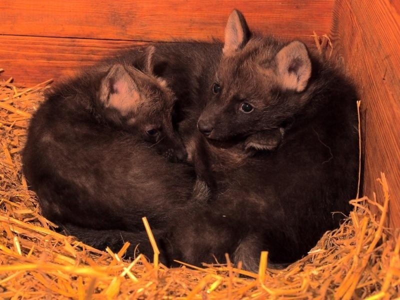 W gdańskim zoo urodziły się wilki grzywiaste.