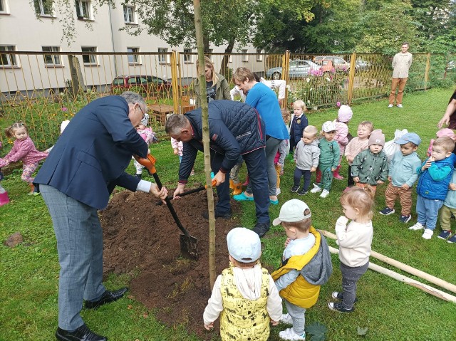 Na terenie żłobka przy ul. Konstytucji 3 Maja 29 w Koszalinie posadzono 25 nowych drzew, w większości klonów pospolitych.