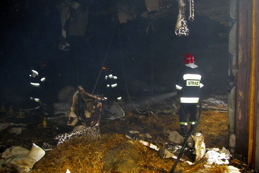Pożar kurzej fermy pod Łęczycą. Spłonęło 33 tys. piskląt