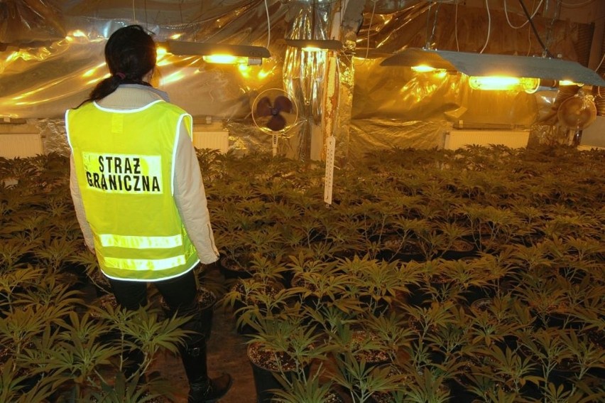 Zabrze: straż graniczna zlikwidowała wielką plantację marihuany