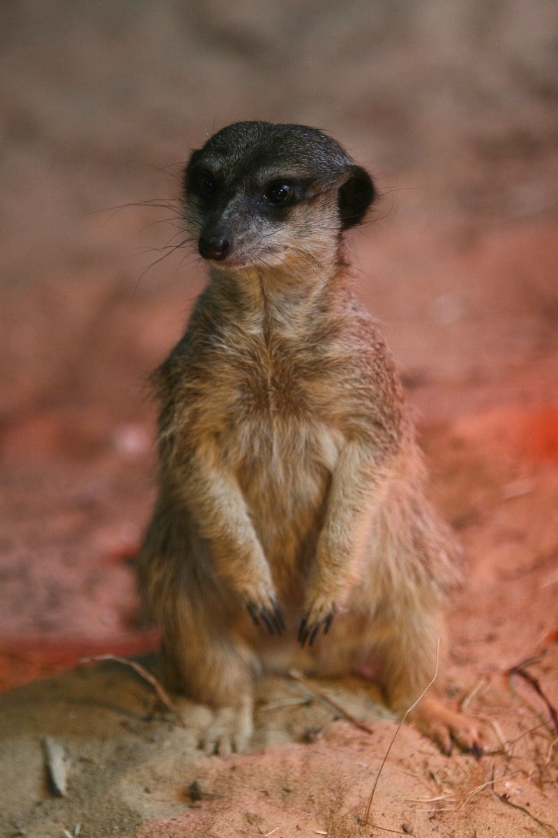 Chorzowskie ZOO może też być żłobkiem [ZDJĘCIA]