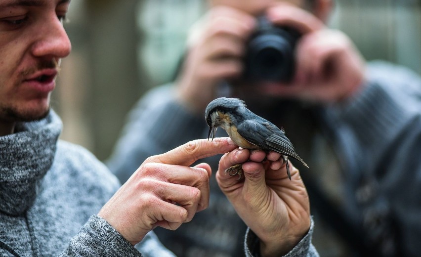 Obrączkowanie ptaków w Parku Botanicznym w Bydgoszczy [zdjęcia]