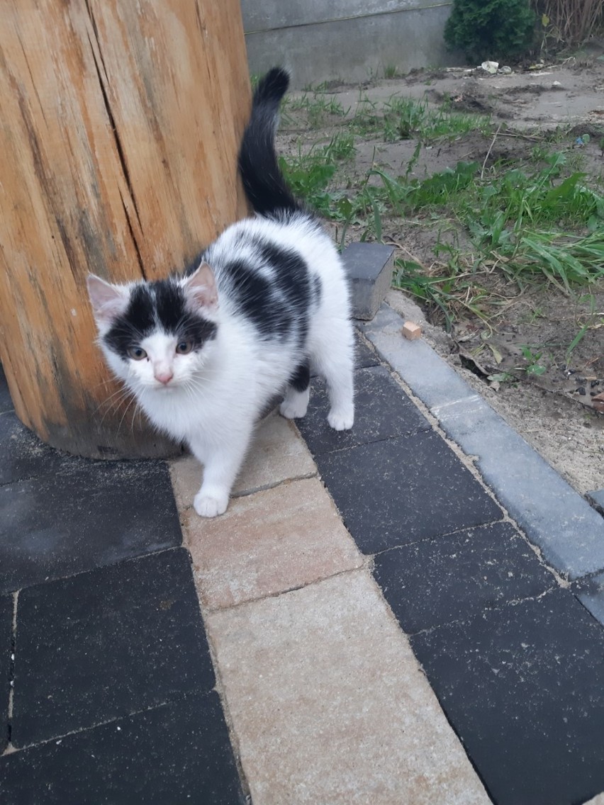 Mały, spokojny kotek znaleziony w gminie Bodzentyn ma już dom 