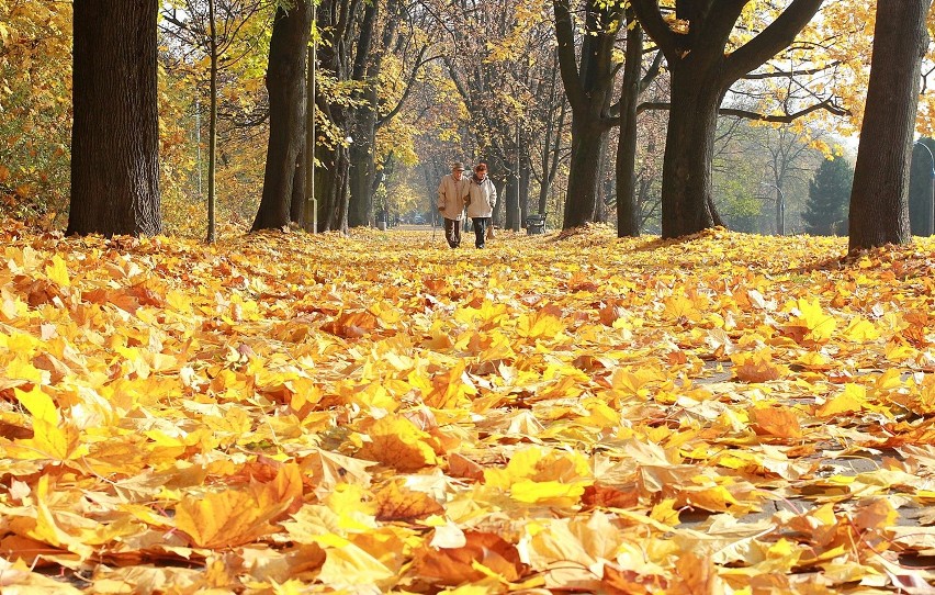 Jesienny spacer: Aleja Jerzego Waszyngtona [ZDJĘCIA]