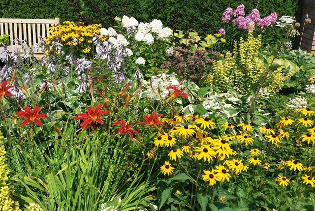 Nawet zaczynając przygodę z ogrodem lub nie mając za dużo czasu, można cieszyć się pięknie kwitnącymi roślinami. Wystarczy wybrać odpowiednie gatunki. Zobacz, jakie i poznaj ich podstawowe wymagania. Przejdź do kolejnych slajdów, używając strzałek lub przycisku NASTĘPNE.