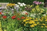 Kwiaty do ogrodu dla początkujących i zapracowanych. Polecamy 12 ładnych i wieloletnich roślin, które ozdobią ogród od wiosny do jesieni