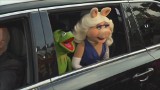 Nowa dziewczyna Kermita chudsza od Miss Piggy (wideo)