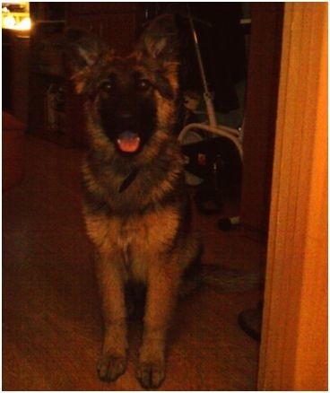 Ten pies &#8211; owczarek niemiecki, mieszaniec, zaginął 18 maja w kieleckim osiedlu Na Stoku.