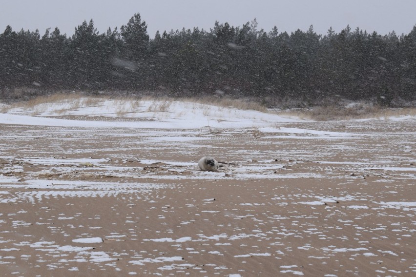 Odwodniony i wychudzony szczeniak foki szarej znaleziony na gdańskich Stogach. Zwierzę trafiło do foczego szpitala w Helu