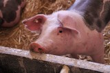 Ceny skupu świń przed świętami mogą rosnąć czy spadną przez ASF? Ile płacą w Kujawsko-Pomorskiem?