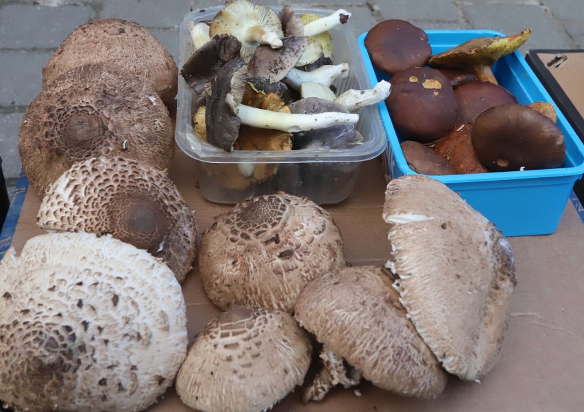 Na radomskich bazarach pełno grzybów. Zobacz zdjęcia i ceny z targowiska Korej