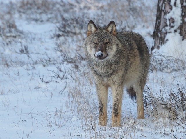 Tego wilka leśnik sfotografował na terenie soleckiego nadleśnictwa. Tam żyje sześć wilków - to rodzice z młodymi