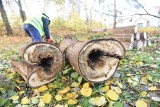 Wycinka drzew na własnej posesji – procedura. Jakie drzewa można wyciąć bez zezwolenia?