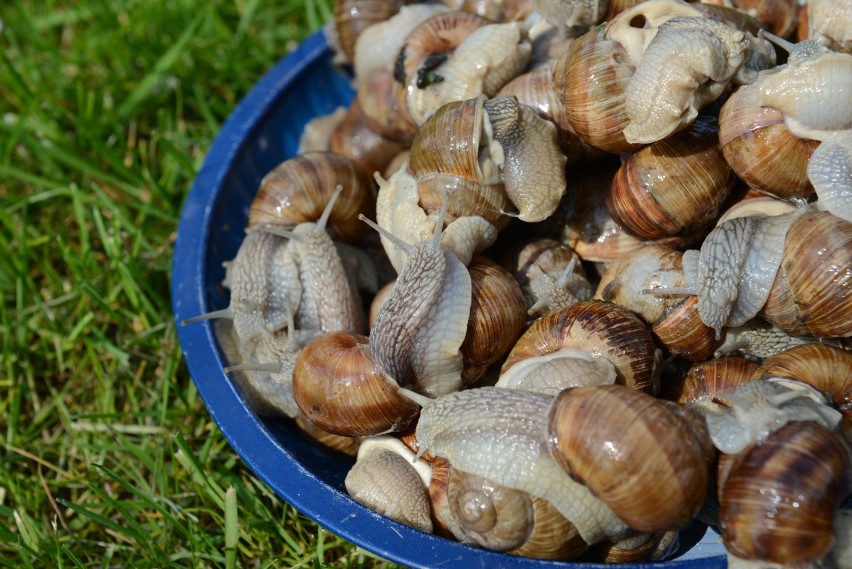 Winniczkowe żniwa już od 20 kwietnia na Pomorzu. W ubiegłym roku udało się uzbierać tylko ok. 80 ton ślimaków 
