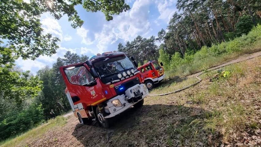 Akcja gaszenia pożaru lasu w miejscowości Czarne Błoto
