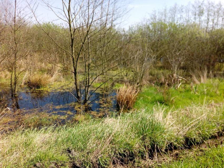 Kwiecień na Kujawsko-Pomorskich polach