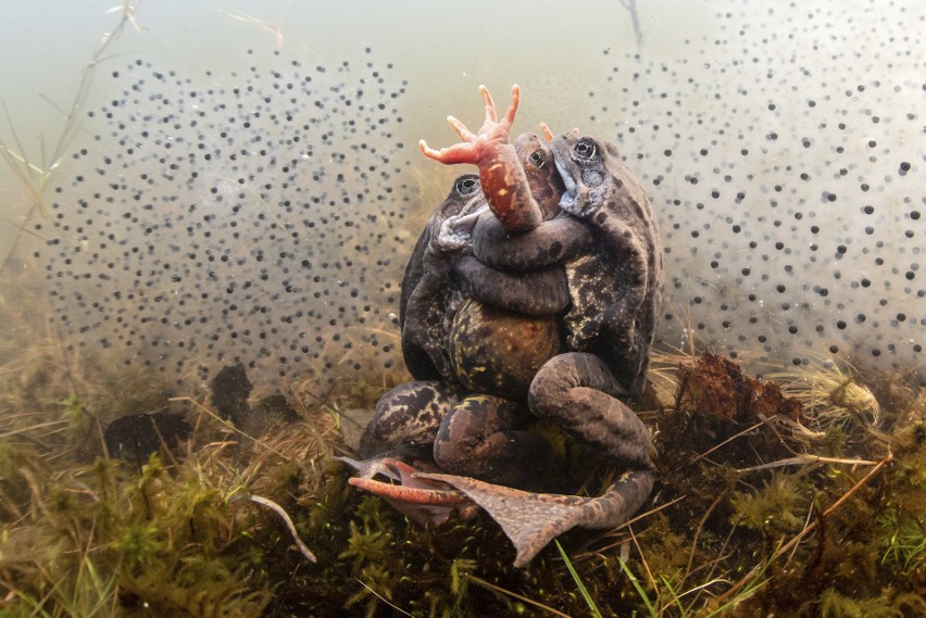 Pekka Tuuri z Finlandii sfotografował kopulujące żaby. Temat...