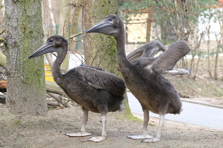 Dwa pisklaki pelikana różowego wykluły się w Gdańskim Zoo