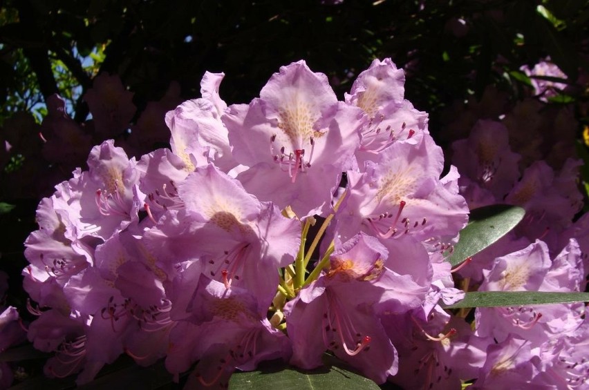 Rododendrony zawiązują pąki kwiatowe już latem. Dlatego...