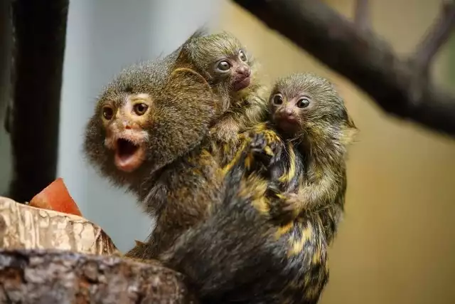 Święto w Śląskim Ogrodzie Zoologicznym! Na świat przyszły dwie piękności