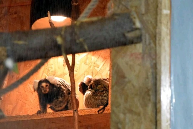 Pod koniec marca w Markecie Majster w Dębicy urodziły się dwie małpki z gatunku marmozeta białoucha. Jak informują pracownicy sklepu, małpki mają się dobrze, przebywają wraz z rodzicami w wolierze.To już kolejne małpy urodzone w Dębicy. Dwa lata temu na świat przyszła rozeta białoucha. Czytaj więcej: W markecie „Majster” w Dębicy urodziła się małpka [FOTO, WIDEO]. Z kolei w Rzeszowie pracownicy sklepu rozmnożyli boa dusiciela