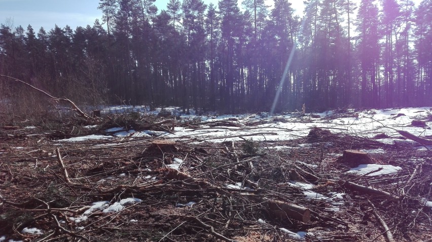 Tak wygląda Las Wesołowski po usunięciu drzew