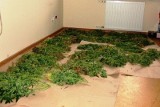 Wpadł 27-letni diler i... plantator. Policjanci zlikwidowali plantację marihuany