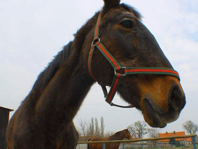 Jeden z pierwszych uratowanych koni, klacz Tajga. Gdy zwierzak trafił do nowego domu miał problemy nawet z ustaniem na czterech nogach.